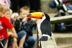If toucan, I can, we can, you can!