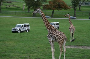 A soggy giraffe is no fun. Giraffes prefer sun and choc ices.