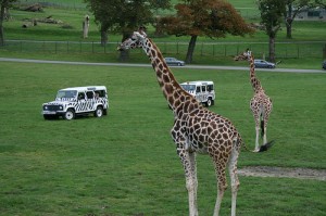 A soggy giraffe is no fun. Giraffes prefer sun and choc ices.