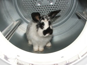 Remember! Rabbits need strokes, not washing.