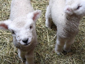 These are 'Lindenhof Lambs' from Canada. They make great wool, but rubbish business managers